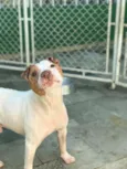 Bosco