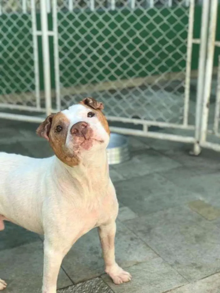 Cachorro ra a Pit bull idade 5 anos nome Bosco