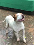 Bosco