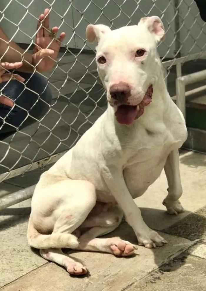 Cachorro ra a Pit bull idade 1 ano nome Breno