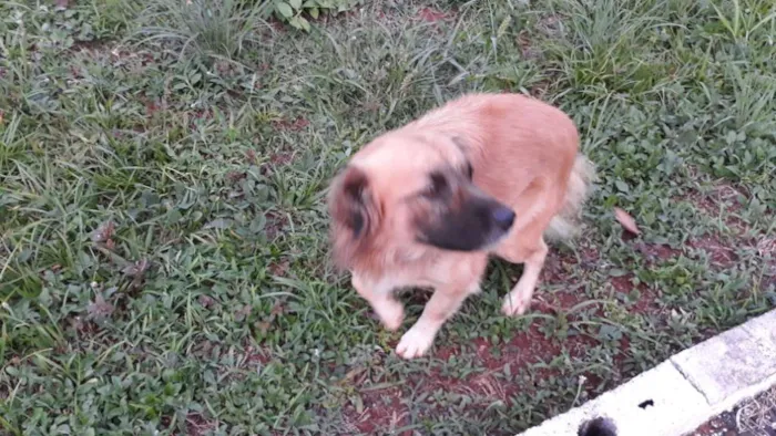 Cachorro ra a Raça não definida idade 3 anos nome Max