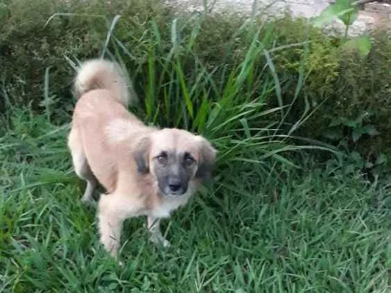 Cachorro ra a Raça não definida idade 3 anos nome Max