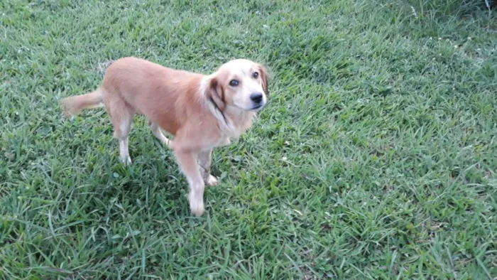 Cachorro ra a Não definida idade 3 anos nome Mike