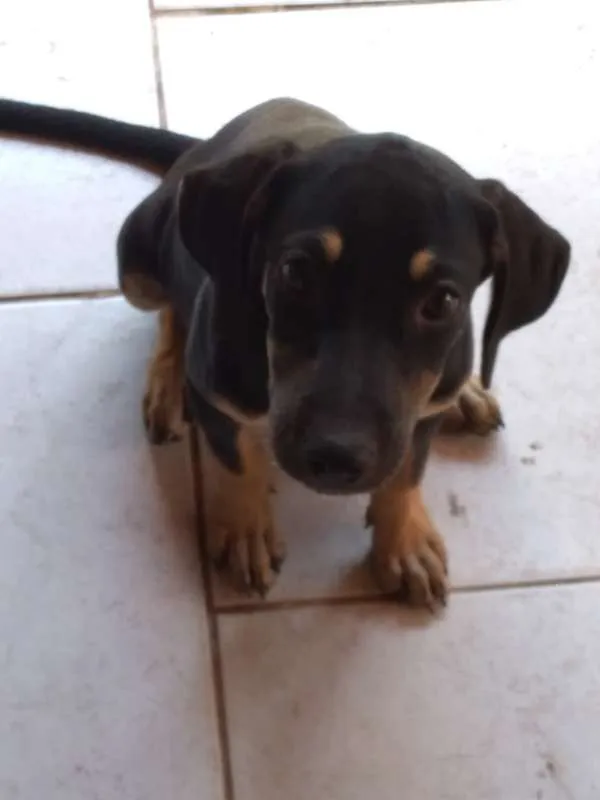 Cachorro ra a SRD idade 2 a 6 meses nome Filhotes
