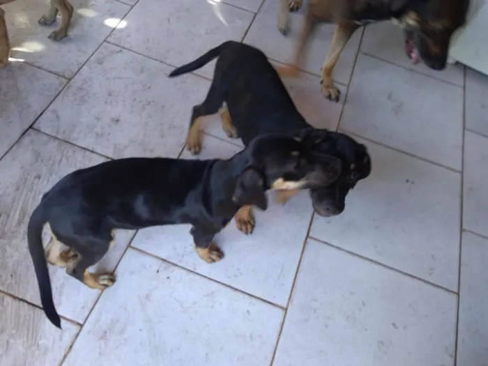 Cachorro ra a SRD idade 2 a 6 meses nome Filhotes