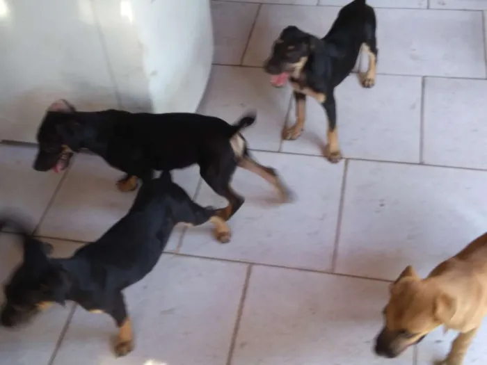 Cachorro ra a SRD idade 2 a 6 meses nome Filhotes
