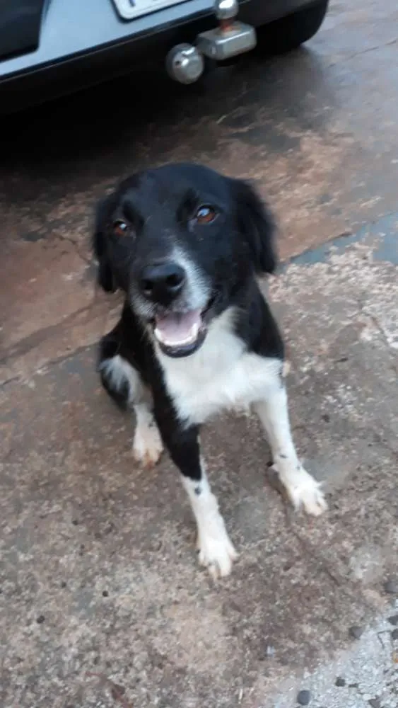 Cachorro ra a Raça não definida idade 3 anos nome Cindy