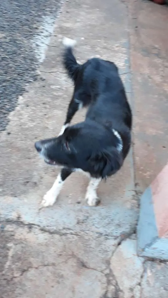Cachorro ra a Raça não definida idade 3 anos nome Cindy