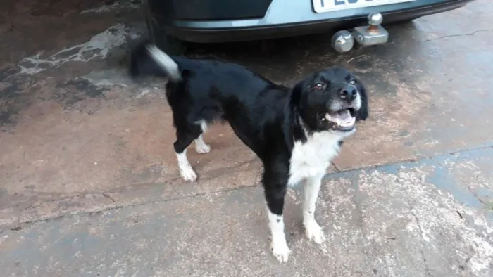 Cachorro ra a Raça não definida idade 3 anos nome Cindy