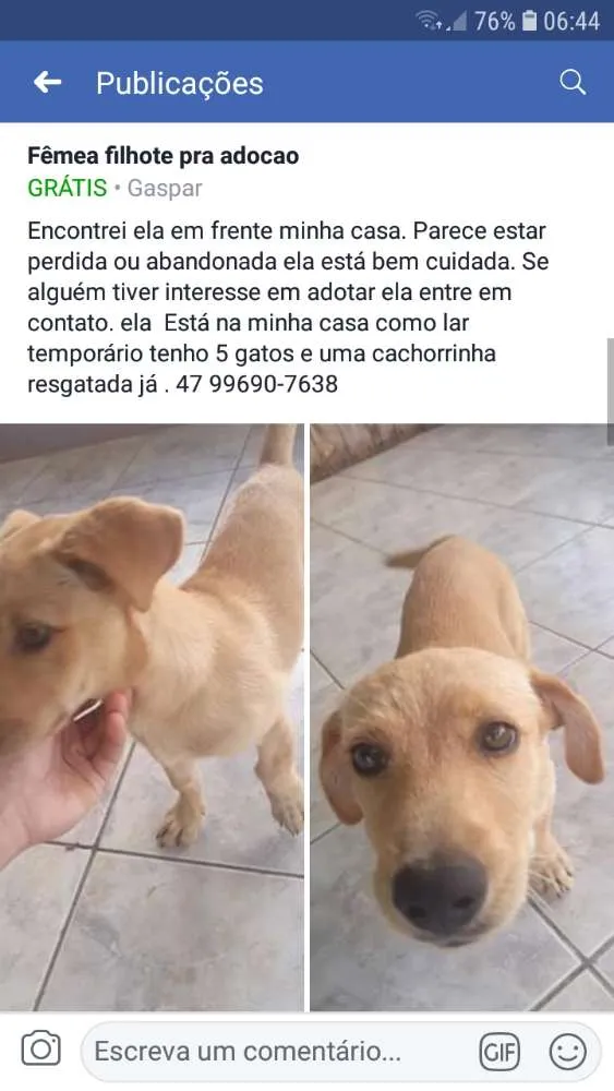 Cachorro ra a Indefinida idade 2 a 6 meses nome Suzy