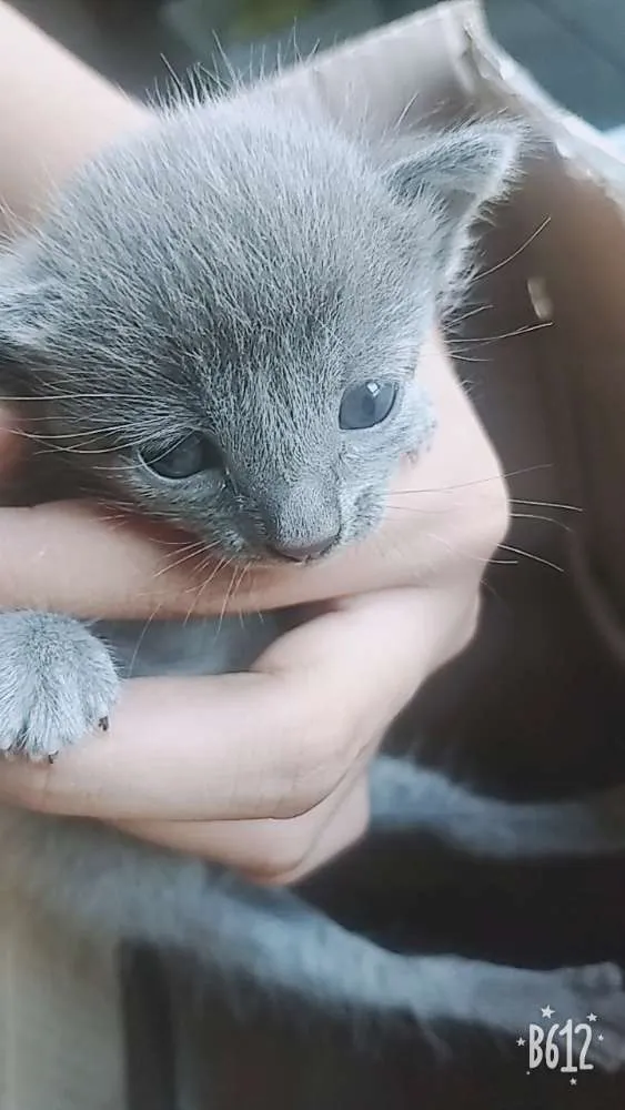 Gato ra a  idade Abaixo de 2 meses nome Sem nome