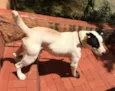 Scooby ( mix Pitbul