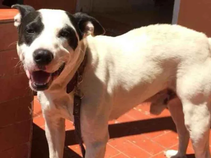 Cachorro ra a Pitbull( mestiço) idade 2 anos nome Scooby ( mix Pitbul 