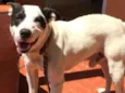 Scooby ( mix Pitbul