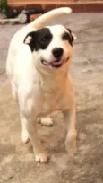 Scooby ( mix Pitbul