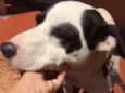 Scooby ( mix Pitbul