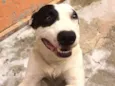 Scooby ( mix Pitbul