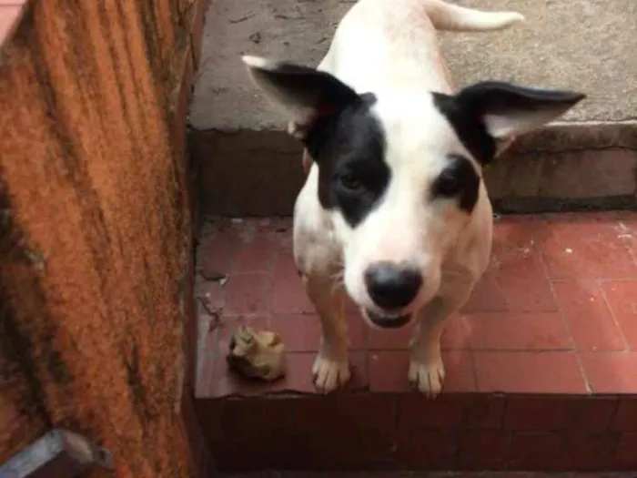 Cachorro ra a Pitbull( mestiço) idade 2 anos nome Scooby ( mix Pitbul 