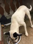 Scooby ( mix Pitbul