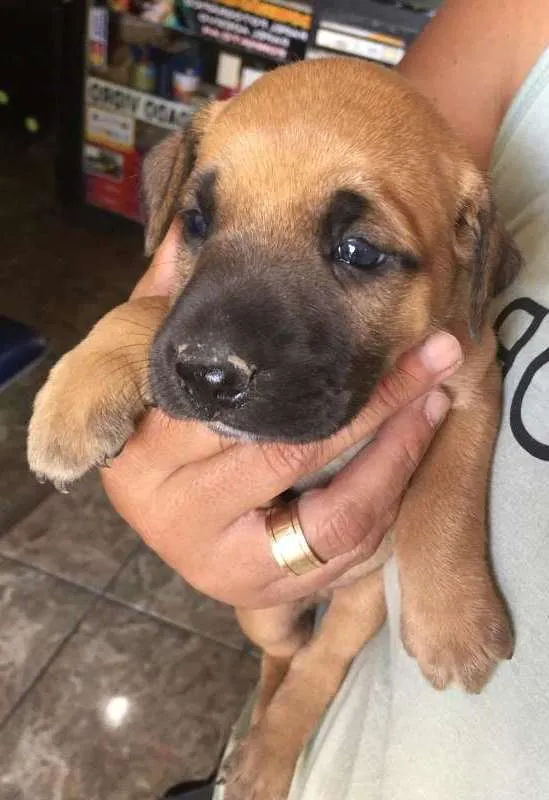 Cachorro raça misturado idade Abaixo de 2 meses nome caramelo