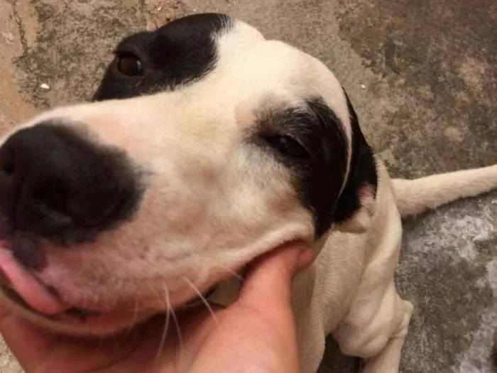 Cachorro ra a Pitbull( mestiço) idade 2 anos nome Scooby ( mix Pitbul 
