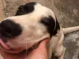 Scooby ( mix Pitbul