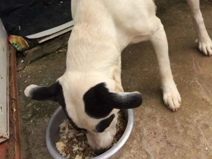 Cachorro ra a Pitbull( mestiço) idade 2 anos nome Scooby ( mix Pitbul 