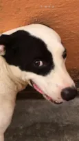 Scooby ( mix Pitbul
