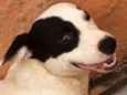Scooby ( mix Pitbul