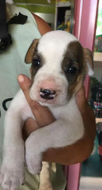 Cachorro raça misturado idade Abaixo de 2 meses nome Branquinhi