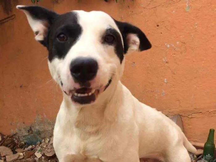Cachorro ra a Pitbull( mestiço) idade 2 anos nome Scooby ( mix Pitbul 