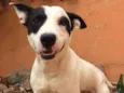 Scooby ( mix Pitbul