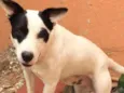 Scooby ( mix Pitbul