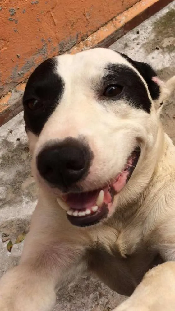 Cachorro ra a Pitbull( mestiço) idade 2 anos nome Scooby ( mix Pitbul 