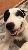 Scooby ( mix Pitbul