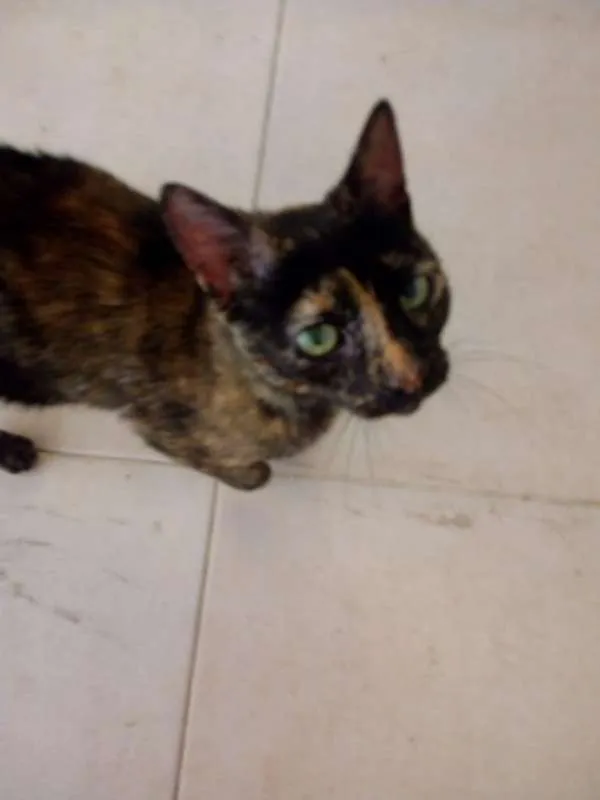 Gato ra a SRD idade 1 ano nome não demos um nome