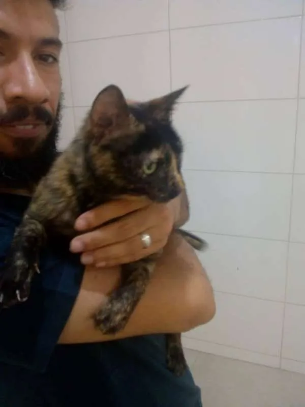 Gato ra a SRD idade 1 ano nome não demos um nome