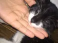Gatos