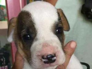 Cachorro raça misturado idade Abaixo de 2 meses nome Branquinhi