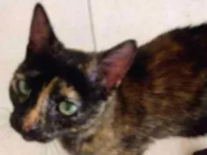 Gato raça SRD idade 1 ano nome não demos um nome