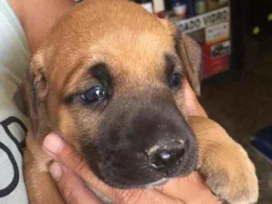 Cachorro raça misturado idade Abaixo de 2 meses nome caramelo