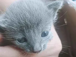 Gato raça  idade Abaixo de 2 meses nome Sem nome