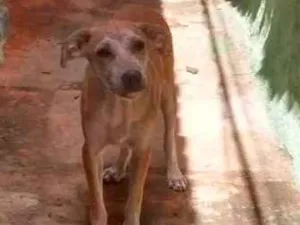 Cachorro raça Viralata  idade 7 a 11 meses nome Huck