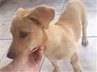 Cachorro raça Indefinida idade 2 a 6 meses nome Suzy