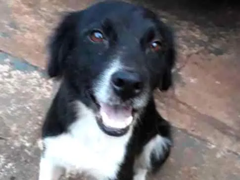 Cachorro ra a Raça não definida idade 3 anos nome Cindy