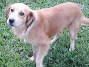 Cachorro raça Não definida idade 3 anos nome Mike