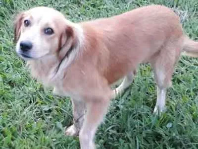 Cachorro ra a Não definida idade 3 anos nome Mike