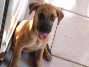 Cachorro raça SRD idade 2 a 6 meses nome Filhotes