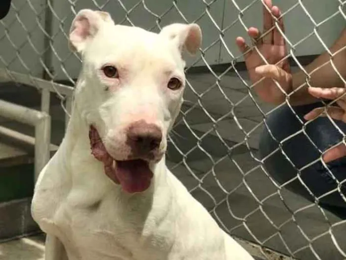 Cachorro ra a Pit bull idade 1 ano nome Breno