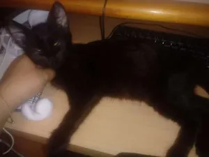 Gato raça Não sei  idade Abaixo de 2 meses nome Não tem 